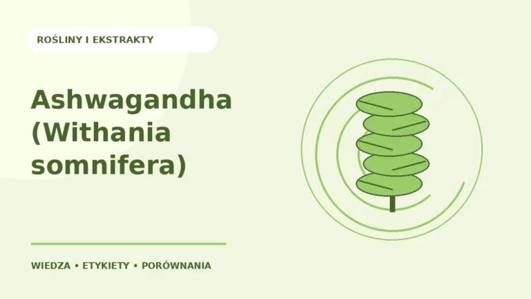 Ashwagandha (Withania somnifera) — ilustracja edukacyjna