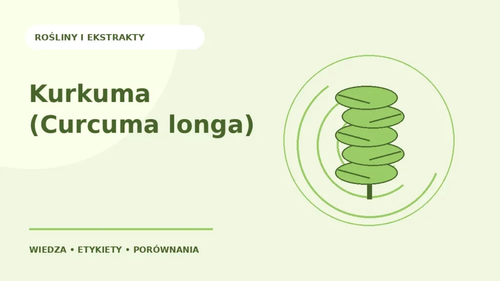 Kurkuma (Curcuma longa) — ilustracja edukacyjna