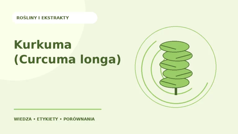 Kurkuma (Curcuma longa) — ilustracja edukacyjna