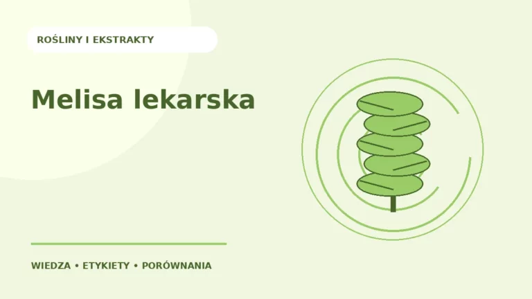 Melisa lekarska — ilustracja edukacyjna
