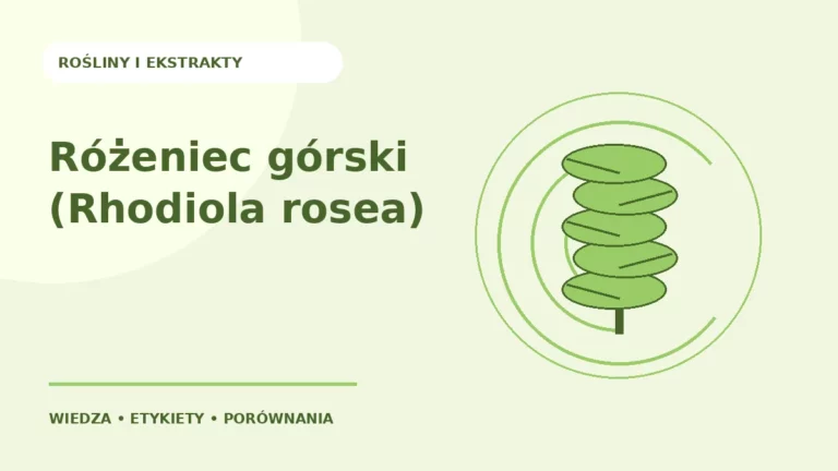 Różeniec górski (Rhodiola rosea) — ilustracja edukacyjna