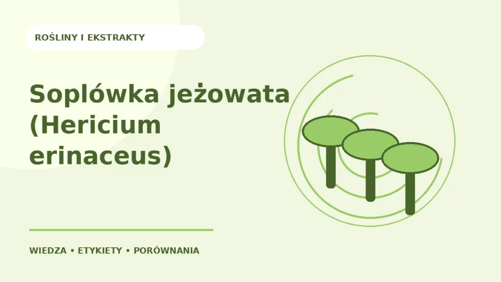Soplówka jeżowata (Hericium erinaceus) — ilustracja edukacyjna