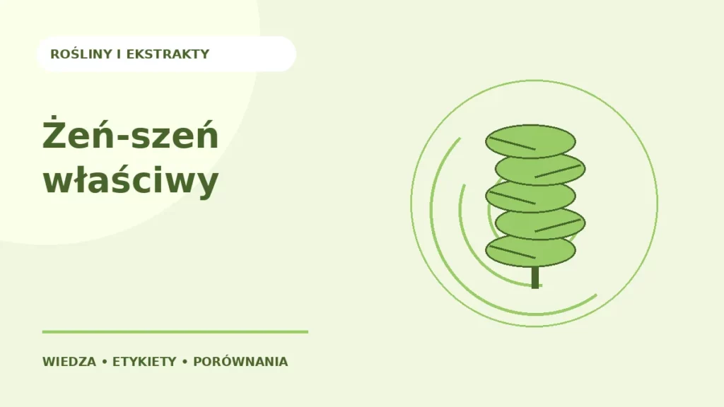 Żeń-szeń właściwy — ilustracja edukacyjna