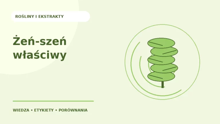 Żeń-szeń właściwy — ilustracja edukacyjna
