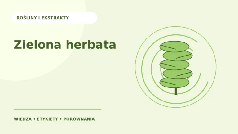 Zielona herbata — ilustracja edukacyjna