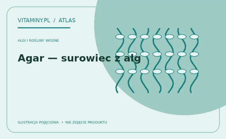 Agar — surowiec z alg — ilustracja edukacyjna