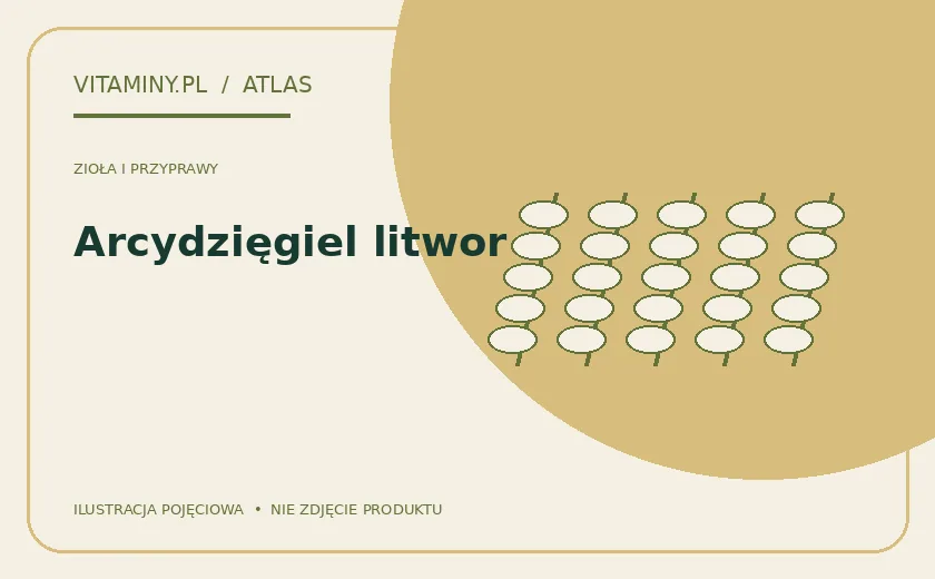 Arcydzięgiel litwor — ilustracja edukacyjna