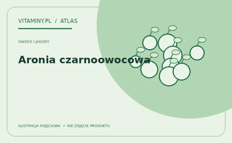 Aronia czarnoowocowa — ilustracja edukacyjna