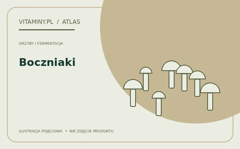 Boczniaki — ilustracja edukacyjna