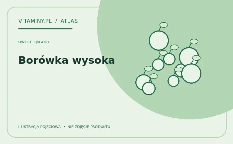 Borówka wysoka — ilustracja edukacyjna