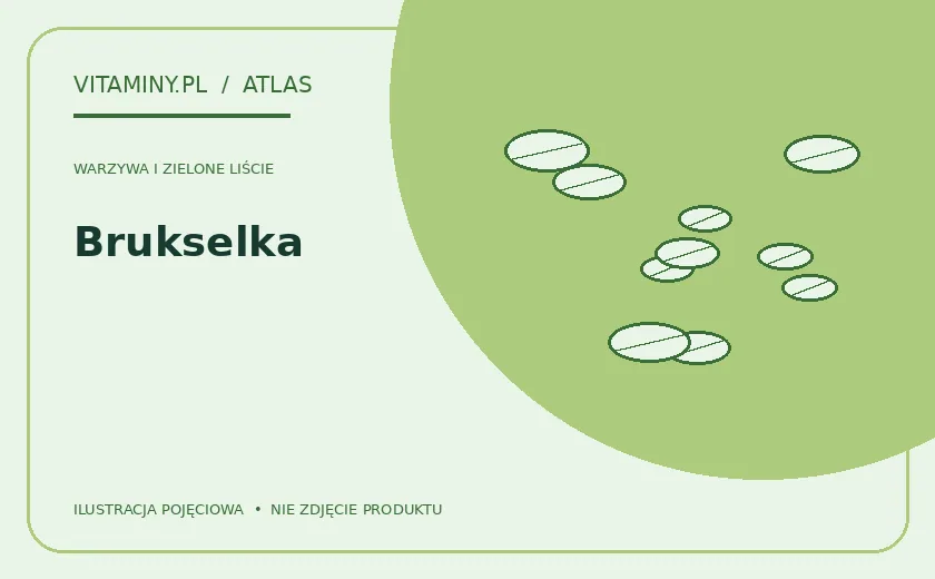Brukselka — ilustracja edukacyjna