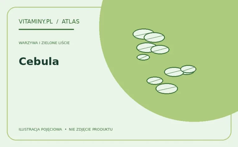 Cebula — ilustracja edukacyjna