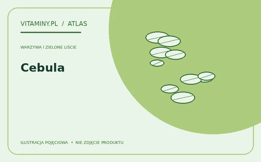 Cebula — ilustracja edukacyjna