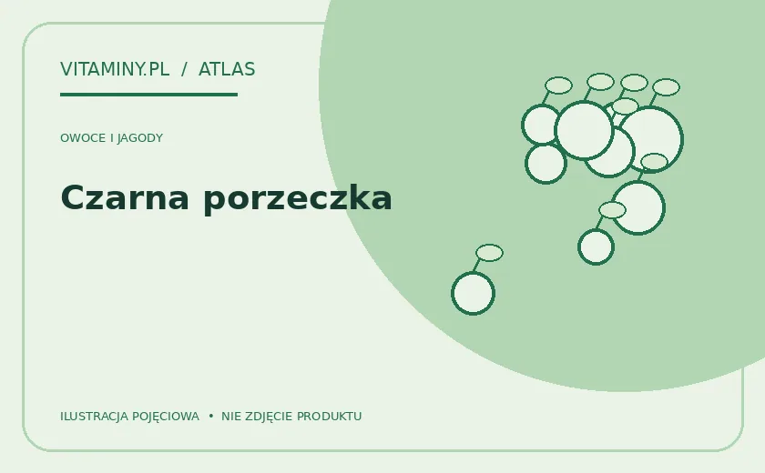 Czarna porzeczka — ilustracja edukacyjna