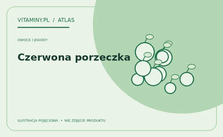 Czerwona porzeczka — ilustracja edukacyjna