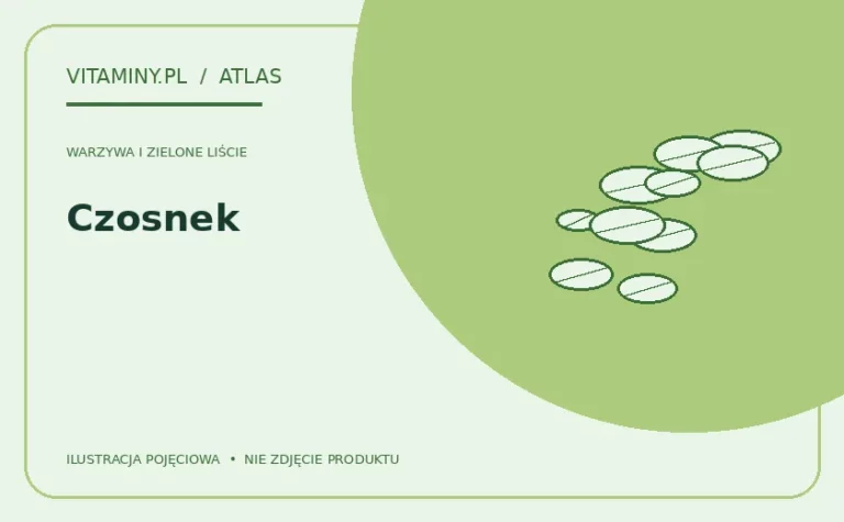 Czosnek — ilustracja edukacyjna
