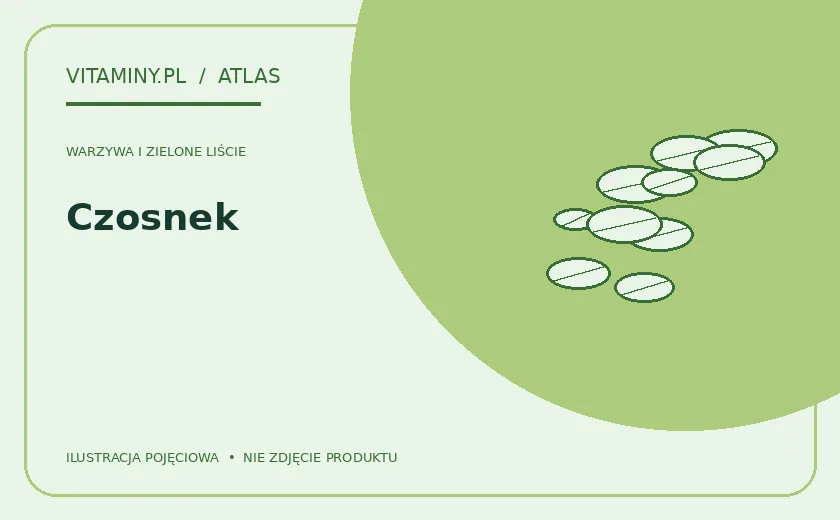 Czosnek — ilustracja edukacyjna