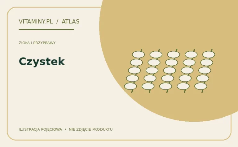 Czystek — ilustracja edukacyjna