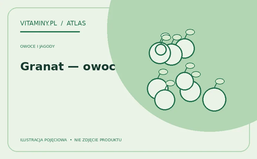 Granat — owoc — ilustracja edukacyjna