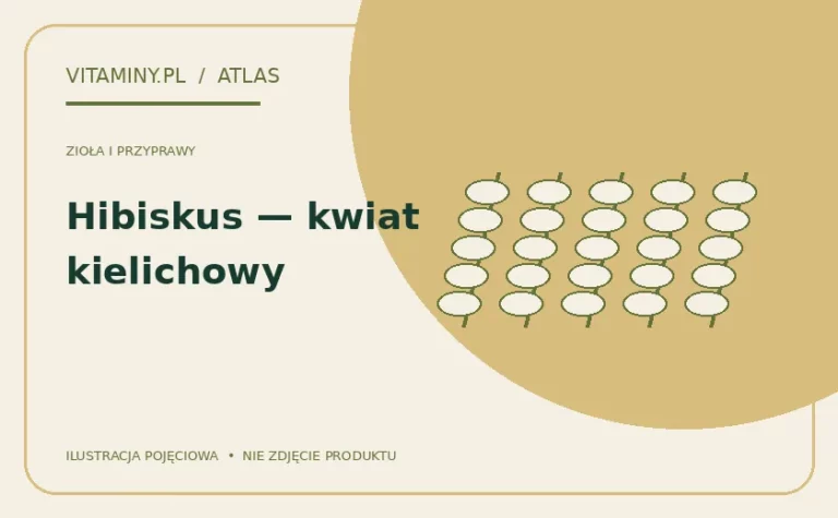 Hibiskus — kwiat kielichowy — ilustracja edukacyjna