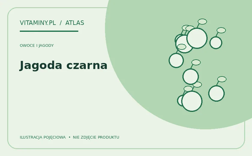 Jagoda czarna — ilustracja edukacyjna