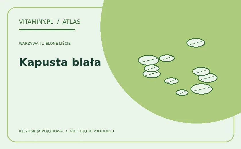Kapusta biała — ilustracja edukacyjna