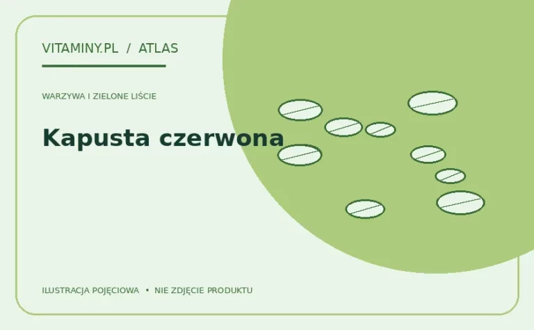 Kapusta czerwona — ilustracja edukacyjna