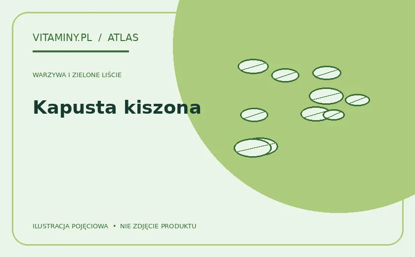 Kapusta kiszona — ilustracja edukacyjna