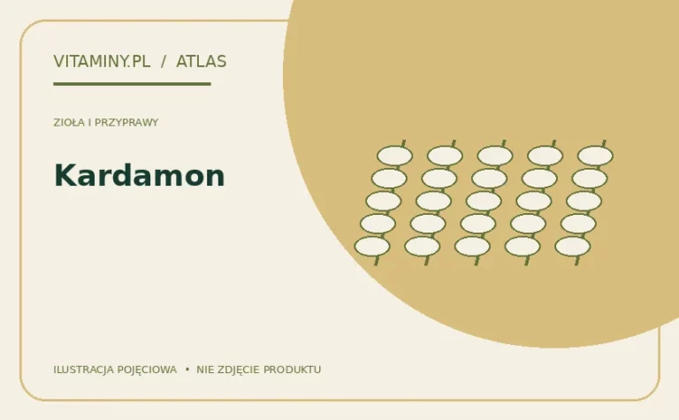 Kardamon — ilustracja edukacyjna