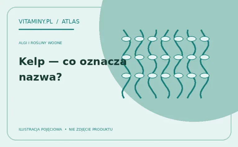 Kelp — co oznacza nazwa? — ilustracja edukacyjna