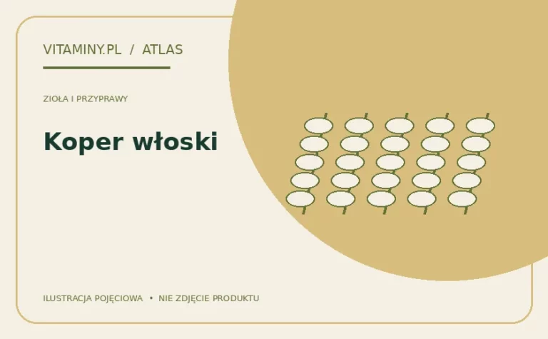 Koper włoski — ilustracja edukacyjna