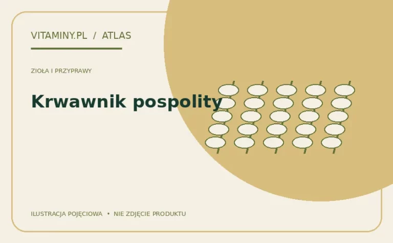 Krwawnik pospolity — ilustracja edukacyjna