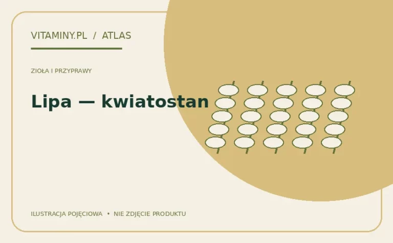 Lipa — kwiatostan — ilustracja edukacyjna