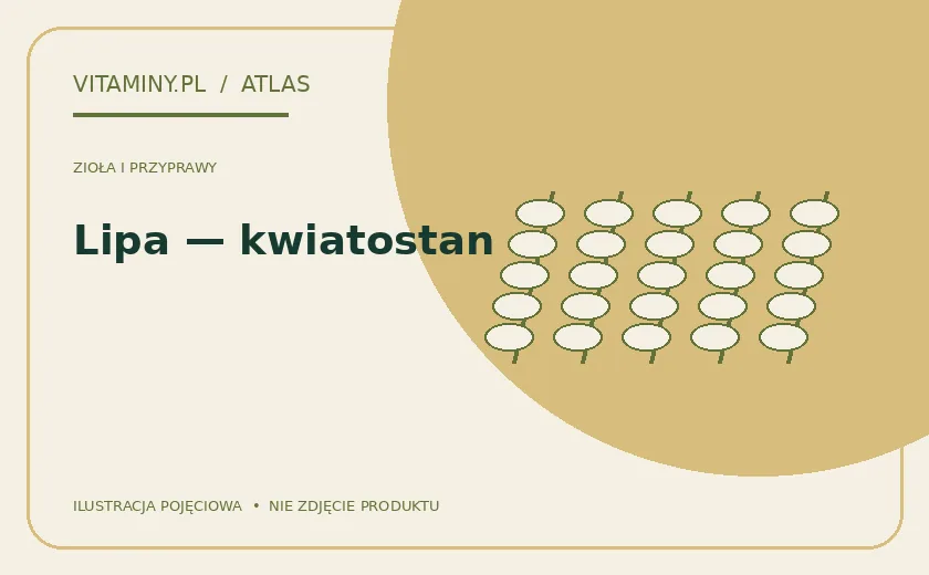 Lipa — kwiatostan — ilustracja edukacyjna