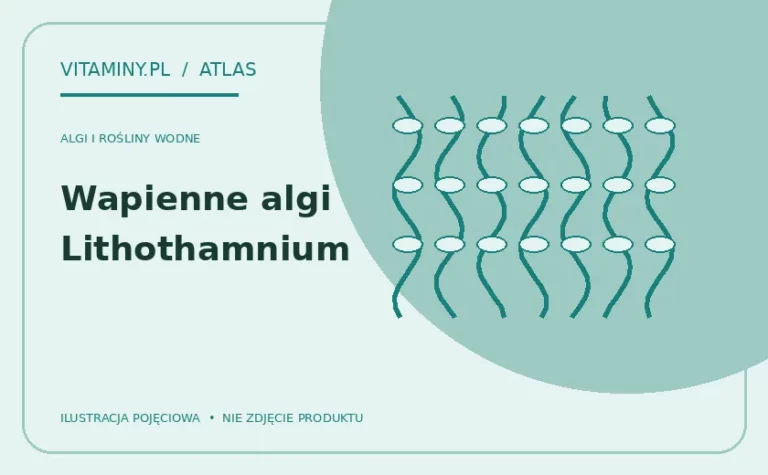 Wapienne algi Lithothamnium — ilustracja edukacyjna