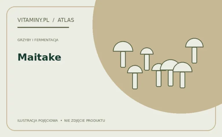 Maitake — ilustracja edukacyjna
