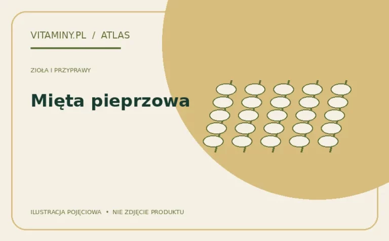 Mięta pieprzowa — ilustracja edukacyjna