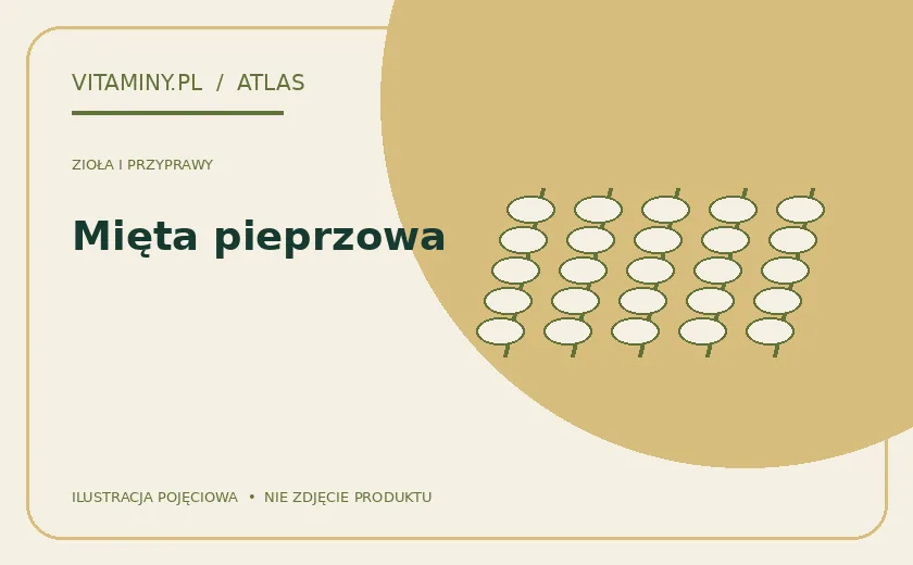 Mięta pieprzowa — ilustracja edukacyjna