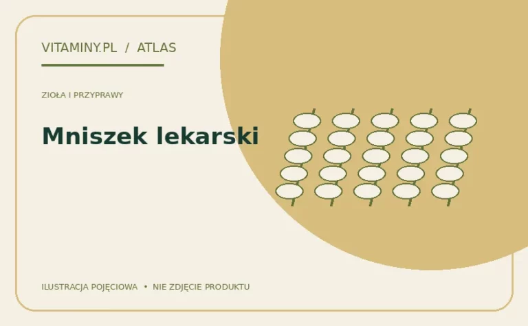 Mniszek lekarski — ilustracja edukacyjna