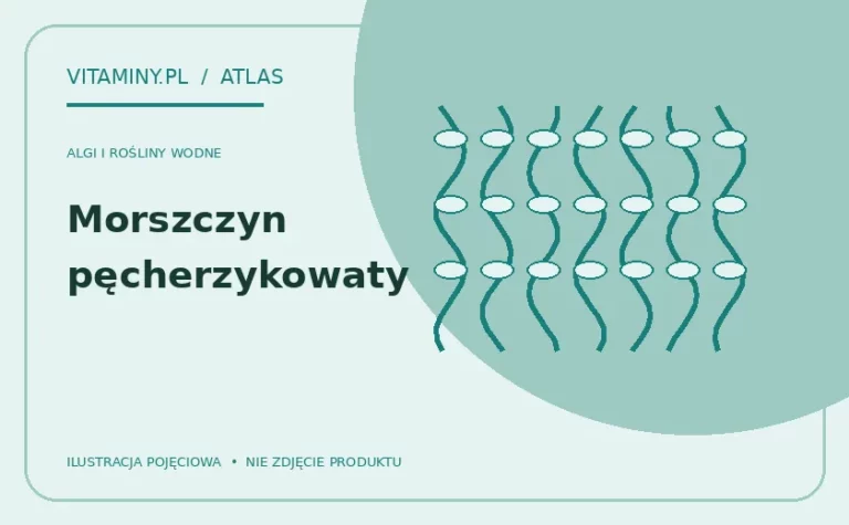 Morszczyn pęcherzykowaty — ilustracja edukacyjna