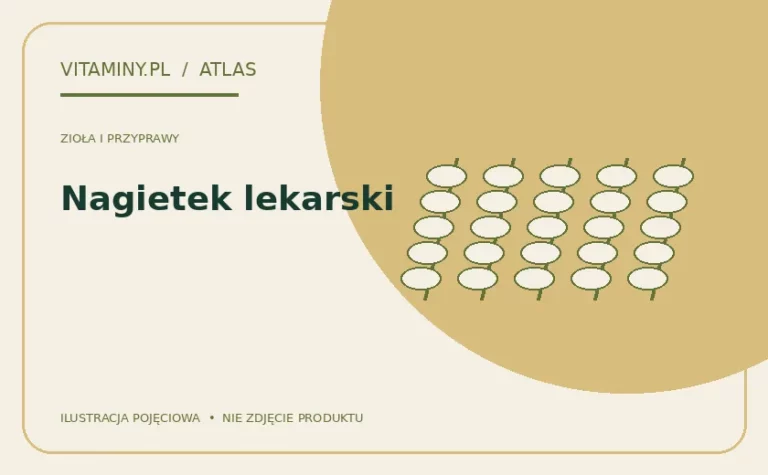 Nagietek lekarski — ilustracja edukacyjna