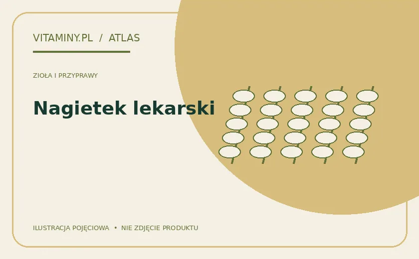Nagietek lekarski — ilustracja edukacyjna