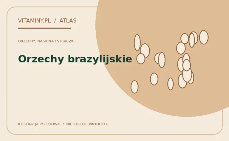 Orzechy brazylijskie — ilustracja edukacyjna