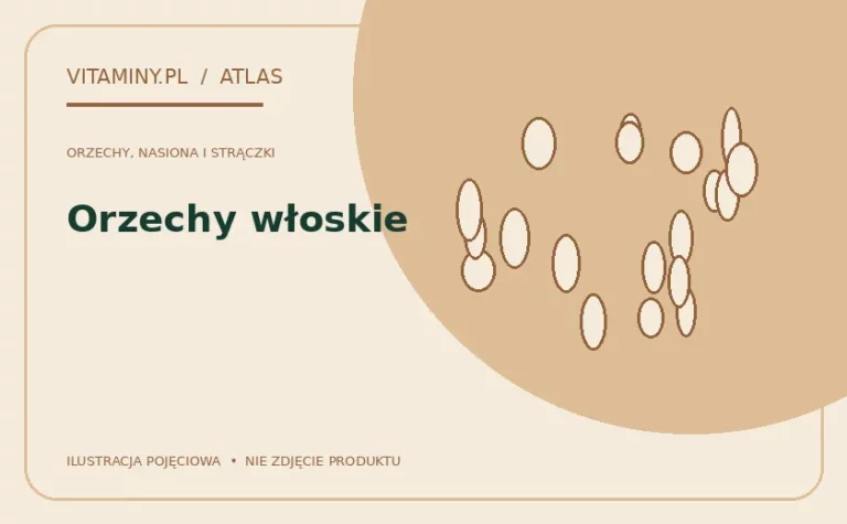 Orzechy włoskie — ilustracja edukacyjna