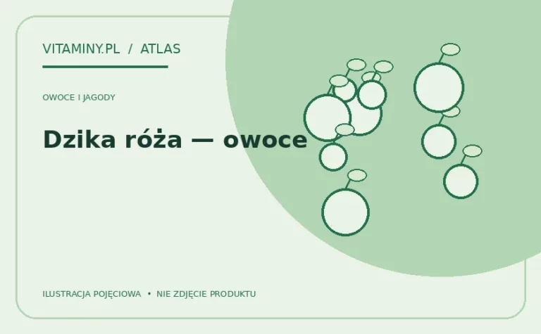 Dzika róża — owoce — ilustracja edukacyjna