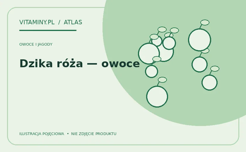 Dzika róża — owoce — ilustracja edukacyjna
