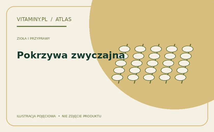Pokrzywa zwyczajna — ilustracja edukacyjna