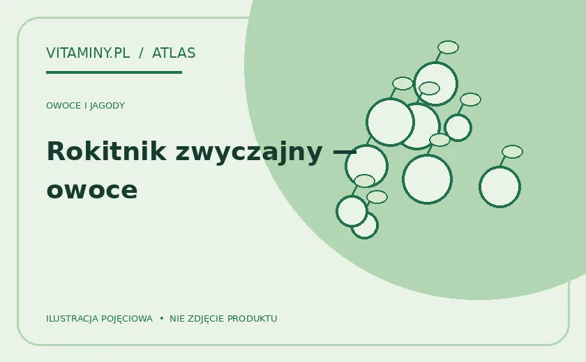 Rokitnik zwyczajny — owoce — ilustracja edukacyjna