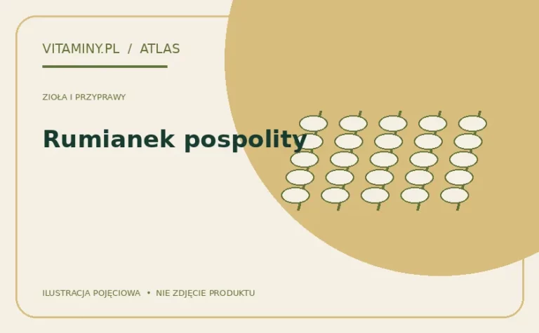 Rumianek pospolity — ilustracja edukacyjna