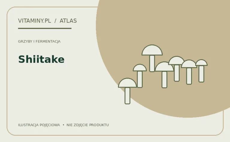 Shiitake — ilustracja edukacyjna